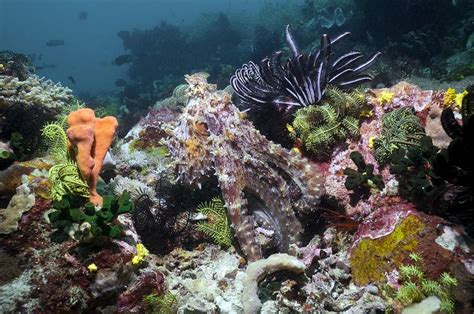 Day Octopus Hunting On A Reef Photograph by Georgette Douwma - Fine Art America