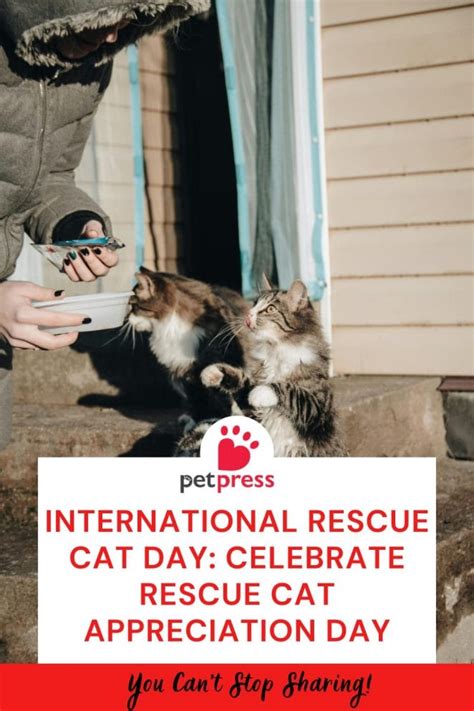 International Rescue Cat Day: Celebrate Rescue Cat Appreciation Day - PetPress