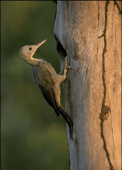 Female Great Slaty Woodpecker (Mulleripicus pulverulentus). Photo by... | Download Scientific ...