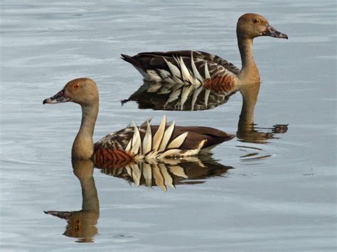 Whistling Ducks | Duck species, Pet birds, Colorful birds