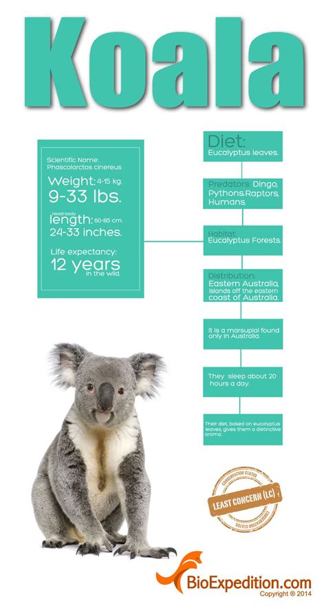 Koala Infographic