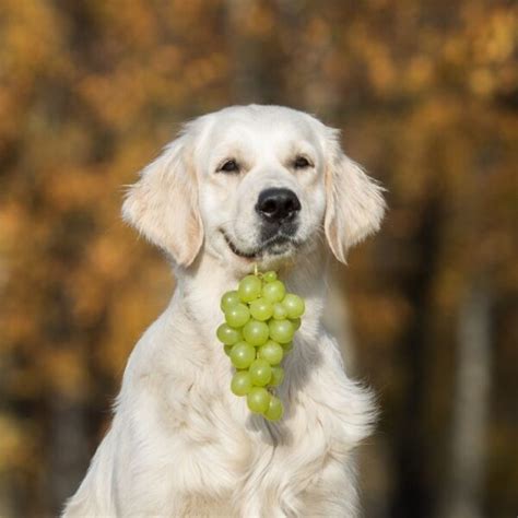 Can dogs eat grapes? what happens if a dog eats a grape? - Petsynse