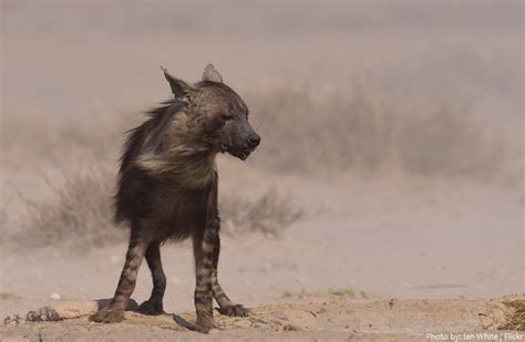 Interesting facts about hyenas – Just Fun Facts