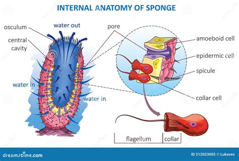 Sponge anatomy stock vector. Illustration of ocean, structure - 212023005