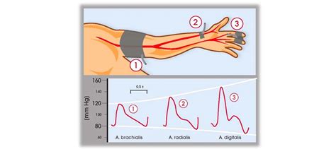 Brachial Artery Pulse Location