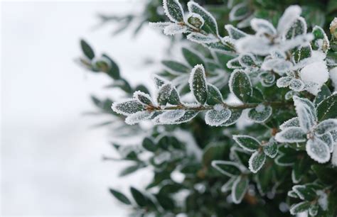 How to Keep Your Plants Warm in the Winter