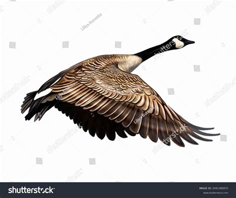 30,439 Flying Goose Images, Stock Photos & Vectors | Shutterstock