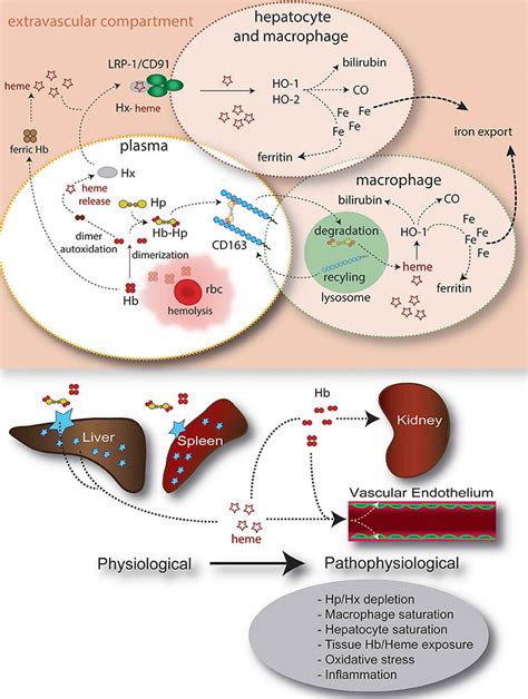 Haptoglobin function, levels, test & causes of low or high haptoglobin