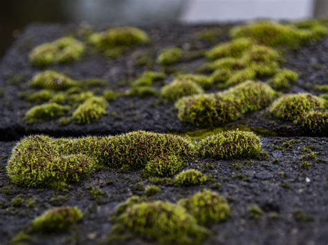 Moss On A Fence Post Free Stock Photo - Public Domain Pictures