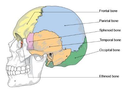 Temporal Bone | Anatomy, Diagram & Processes | Study.com