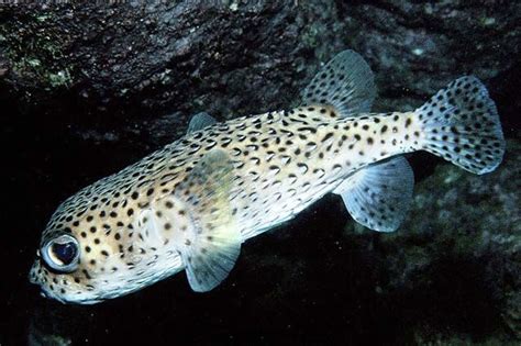 These Are a Few of My Favorite Species: Spotted Porcupine Fish | Deep ...