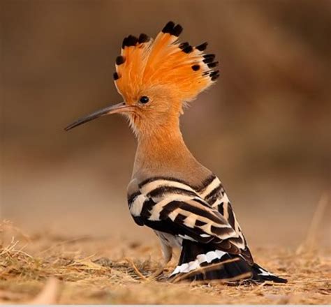 Al-Simsimah: Le Symbolisme de l’Oiseau dans le Mantiq al-tayr d’Attar