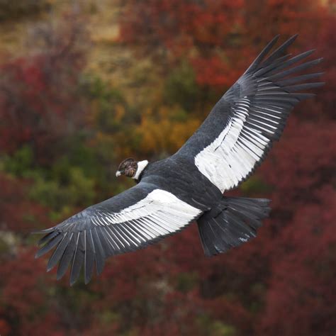 Andean Condors Can Soar 100 Miles Without Flapping – Courthouse News Service