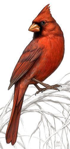 Cardenal. | Bird drawings, Birds painting, Bird illustration