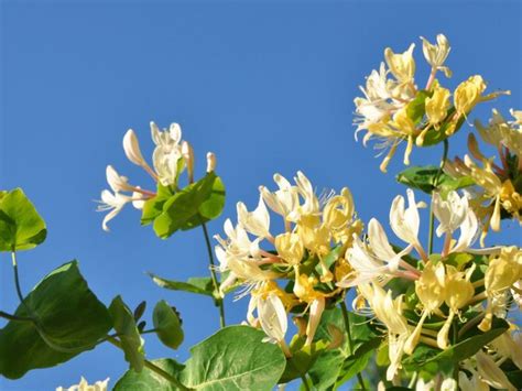 Honeysuckle Varieties - Distinguishing Different Kinds Of Honeysuckles