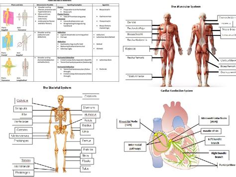 Anatomy And Physiology Worksheets Printable