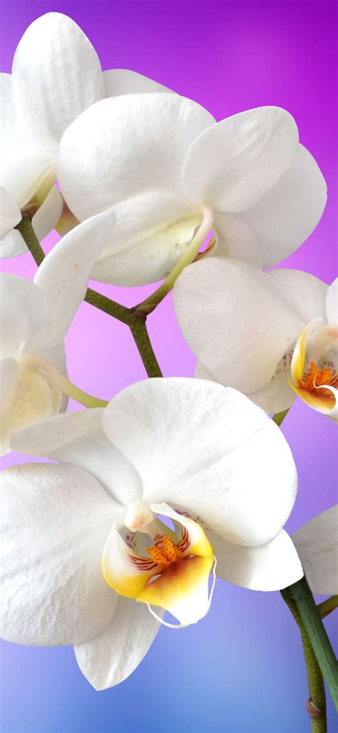 Orchid iPhone Wallpapers - 4k, HD Orchid iPhone Backgrounds on WallpaperBat