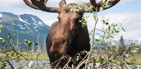 Wildlife Tour | Wildlife tour, Alaska wildlife, Travel tours