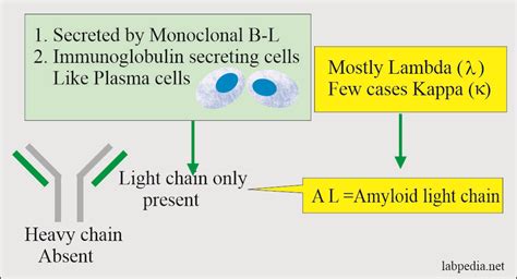 Chapter 33: Amyloidosis - Labpedia.net