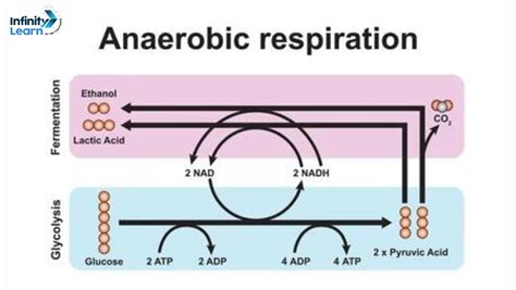 Anaerobic Respiration: Definition, Advantages, and Process