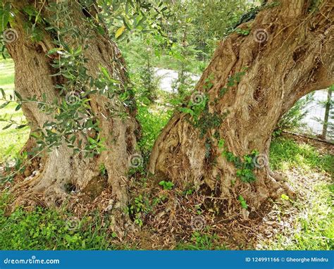 Very Old Olive Tree Growing in Greece Stock Photo - Image of healthy, food: 124991166