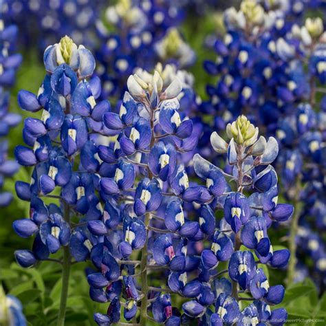 New Photo: Texas Bluebonnets | Beautiful Flower Pictures Blog