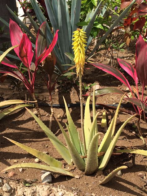 The flower of Aloe barbadensis Miller looks familiar because it ...