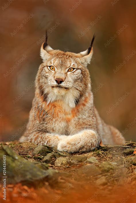 Lynx in orange autumn forest. Wildlife scene from nature. Cute fur ...