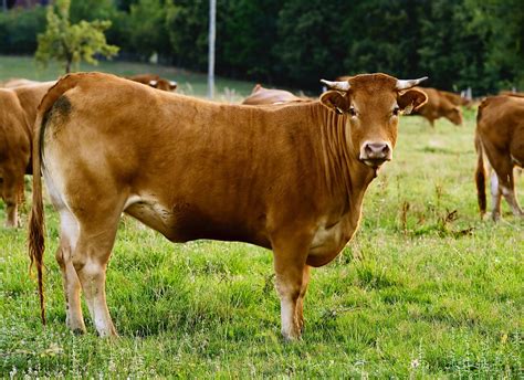 Limousin cow, free photo files, #1057895 - FreeImages.com