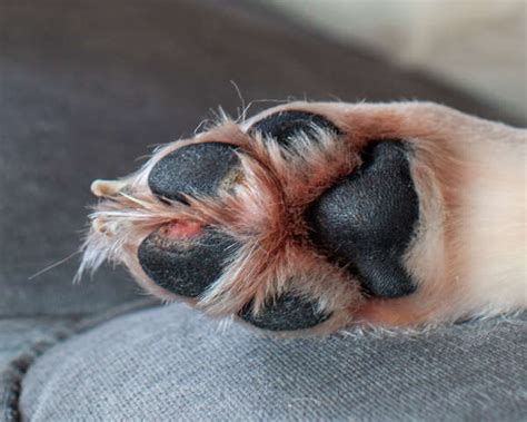 Paw Yeast Infections in Dogs: What They Look Like & What To Do