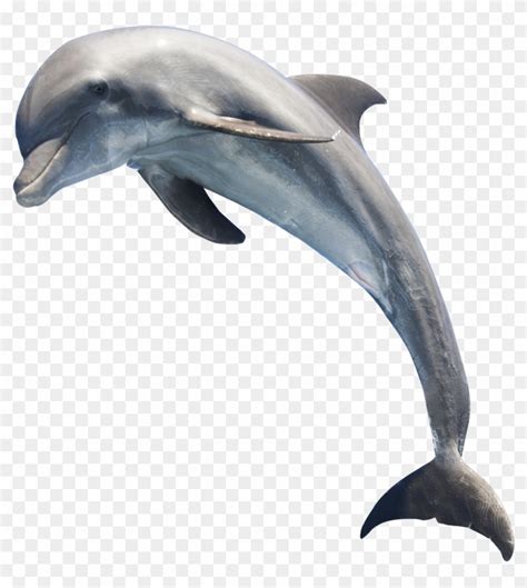 Dolphin Jumping Png - Jumping Dolphin Png, Transparent Png - 1208x1301(#558988) - PngFind