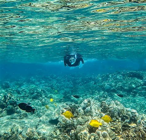 Snorkeling at Captain Cook: Everything You Need to Know About The Best ...