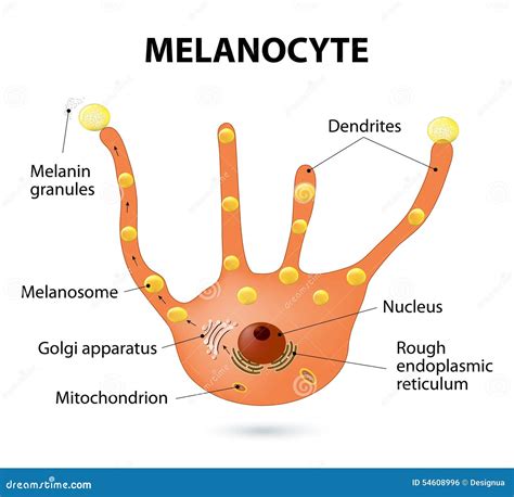 Melanocyte illustration de vecteur. Illustration du illustration - 54608996