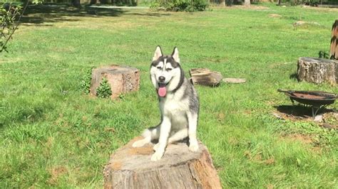 How Big Are Huskies At 6 Months