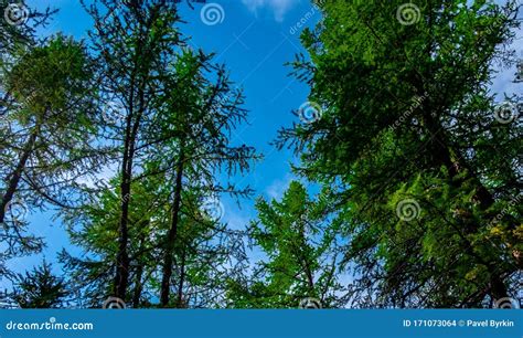 Wildlife of Altai stock photo. Image of natural, meadow - 171073064