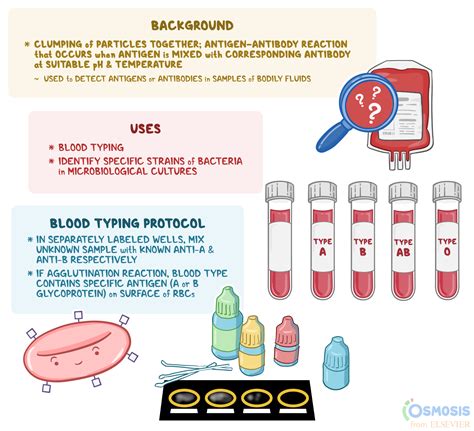 Agglutination: What Is It, Purpose, and More | Osmosis