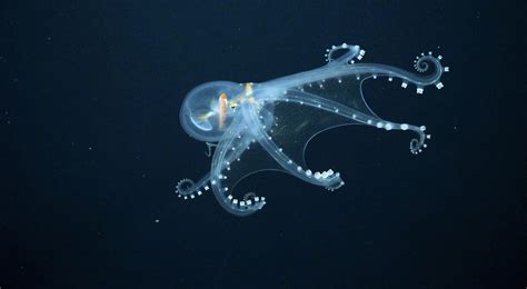A Rare Sighting of a Glass Octopus Reveals its Nearly Transparent Membrane in Extraordinary ...