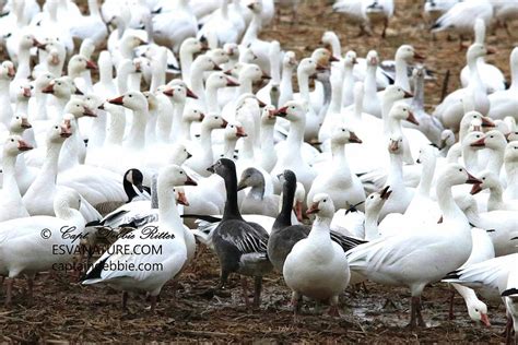 Blue Morph Geese Juvenile Photograph by Captain Debbie Ritter - Fine ...