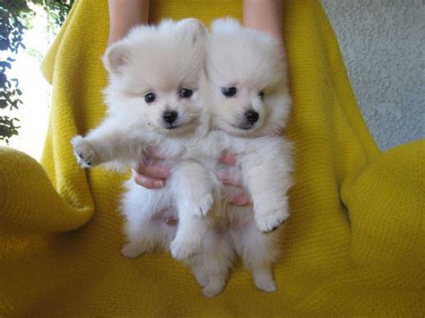 Two white Pom puppies | Baby animals, Puppies, Cute animals