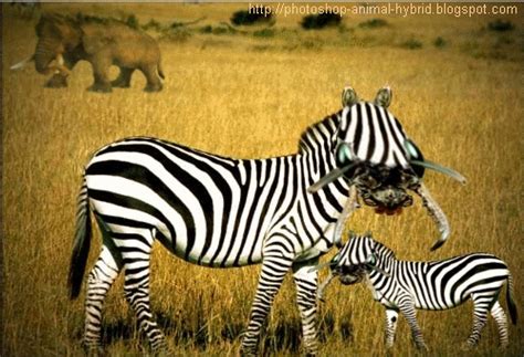 Dieren Zebra Gif » Animaatjes.nl