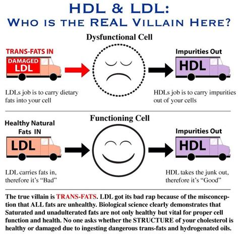 HDL & LDL | Nurse teaching, Charting for nurses, Nursing school tips