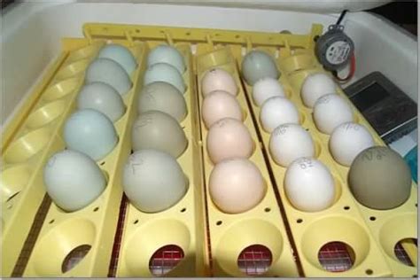 How To Incubate Hatch Eggs Using The Dry Incubation Method | BackYard ...