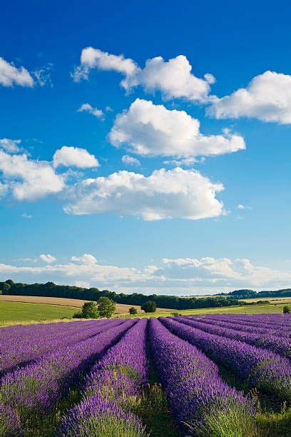 Lavender fields, Snowshill, The Cotswolds, Gloucestershire, England, United Kingdom, Europe ...