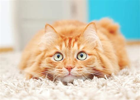 Cat Stress & Anxiety - Behavior Blog | Comfort Zone