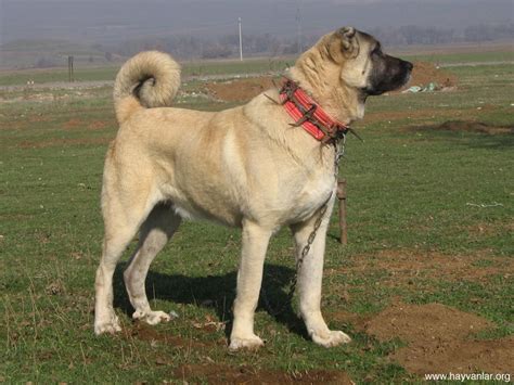 Cute Kangal Dog photo and wallpaper. Beautiful Cute Kangal Dog pictures