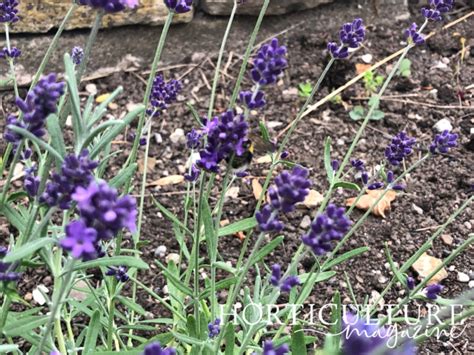 How Experts Prune Their Lavender Annually To Prevent Them Getting Too ...