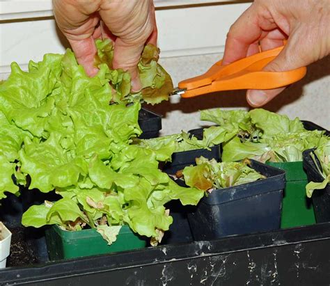 Growing lettuce | Our Edible Garden