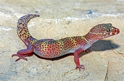 An Alert Texas Banded Gecko - Stock Photo - Dissolve