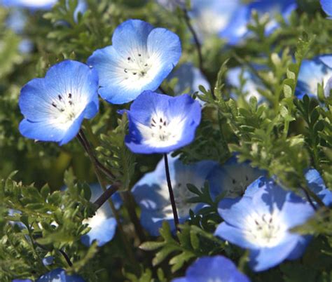 Baby Blue Eyes Nemophila Menziesii Seeds