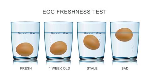 Egg Freshness Test Infographics 8131824 Vector Art at Vecteezy